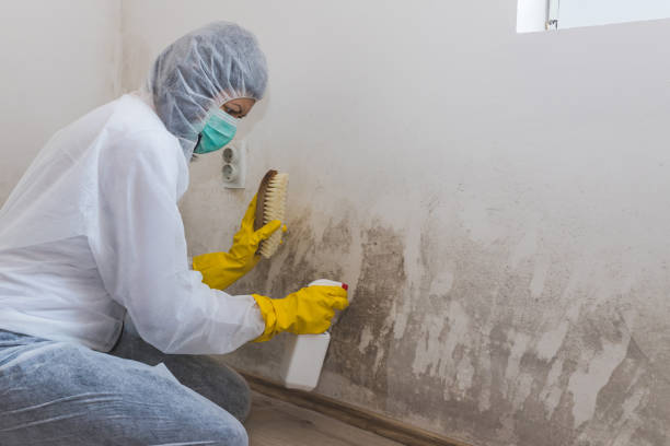 Best Commercial Mold Inspection  in Sauk Vlage, IL